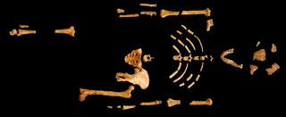 The Lucy fossil. (Image: Ethiopian National Museum)